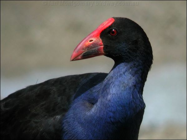 Purple Swamphen purple_swamphen_02026.jpg