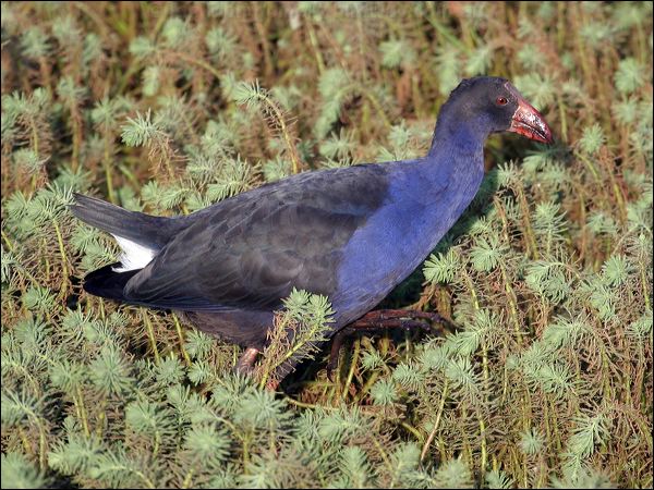 Purple Swamphen purple_swamphen_05726.jpg