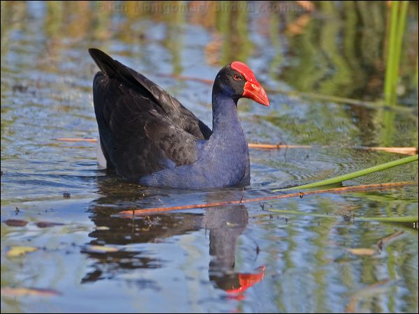 Purple Swamphen purple_swamphen_116759.psd