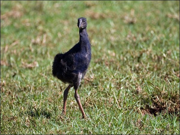Purple Swamphen purple_swamphen_140164.psd