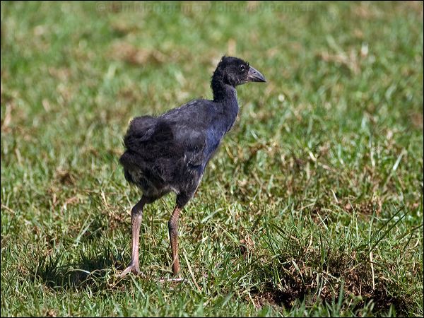 Purple Swamphen purple_swamphen_140170.psd