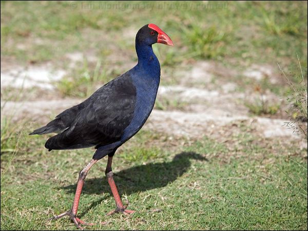 Purple Swamphen purple_swamphen_164653.psd