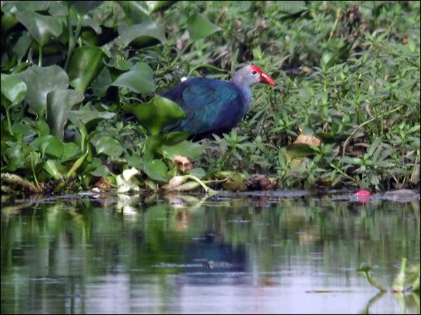 Purple Swamphen purple_swamphen_16651.jpg
