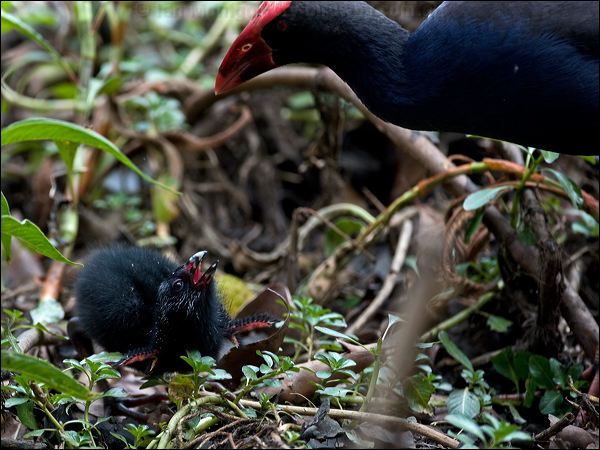 Purple Swamphen purple_swamphen_168058.psd