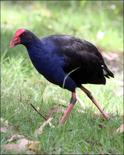 Purple Swamphen purple_swamphen_47042.jpg