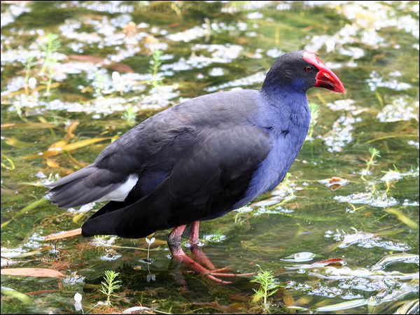 Purple Swamphen purple_swamphen_47151.jpg
