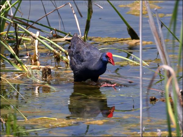 Purple Swamphen purple_swamphen_53483.jpg