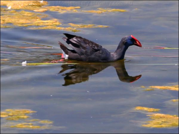Purple Swamphen purple_swamphen_53488.jpg