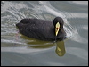 red_gartered_coot_208164