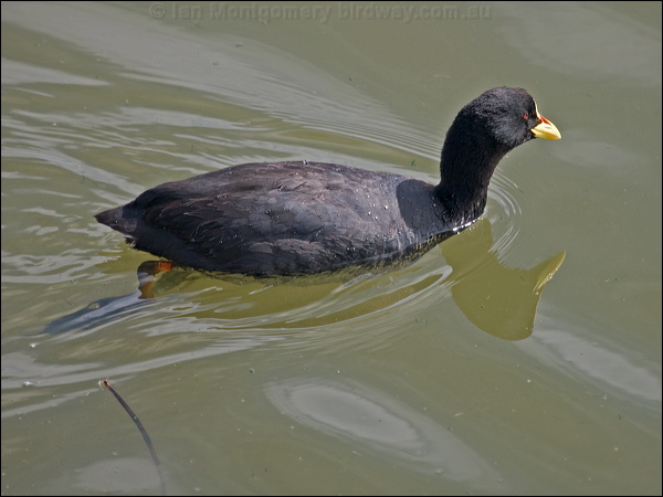 Red-gartered Coot red_gartered_coot_208136.psd