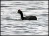Click here to enter gallery and see photos of Red-knobbed Coot