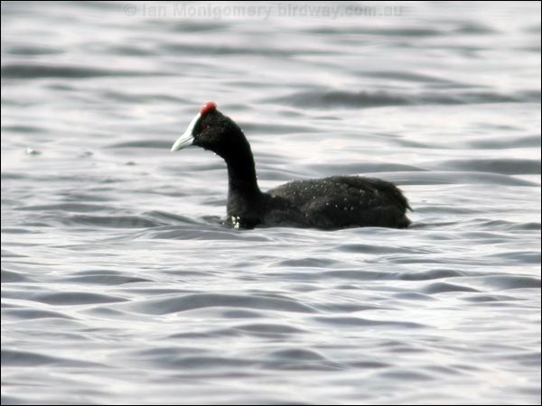 Red-knobbed Coot red_knobbed_coot_04582.psd