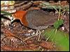 Click here to enter gallery and see photos of Red-necked Crake