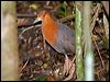 red_necked_crake_129262