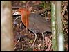 red_necked_crake_129263