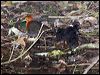 red_necked_crake_129266