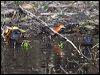 red_necked_crake_129269
