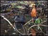 red_necked_crake_129271