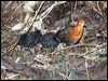 red_necked_crake_129279