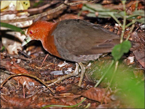 Red-necked Crake red_necked_crake_129255.psd