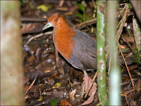 Red-necked Crake red_necked_crake_129262.psd