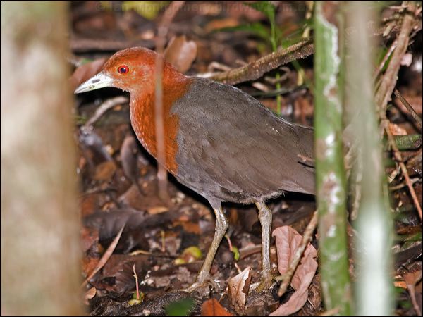 Red-necked Crake red_necked_crake_129263.psd