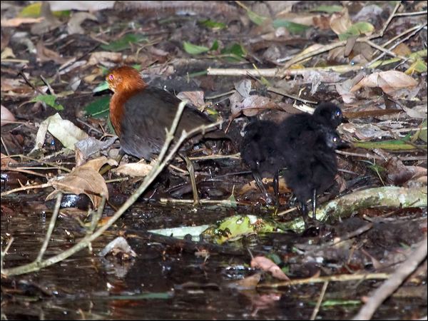 Red-necked Crake red_necked_crake_129266.psd