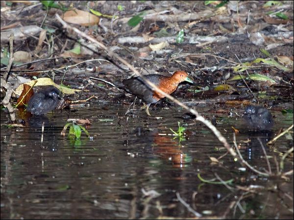 Red-necked Crake red_necked_crake_129269.psd
