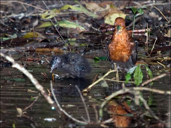 Red-necked Crake red_necked_crake_129271.psd