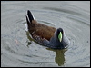 spotflank_gallinule_208112