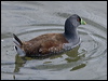 Click here to enter gallery and see photos of Spot-flanked Gallinule