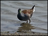 spotflank_gallinule_208129