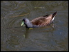 spotflank_gallinule_208229