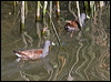 spotflank_gallinule_208237