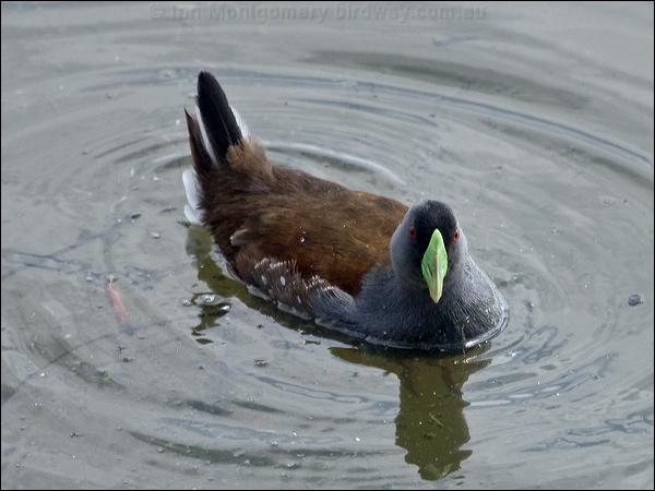 Spot-flanked Gallinule spotflank_gallinule_208112.psd