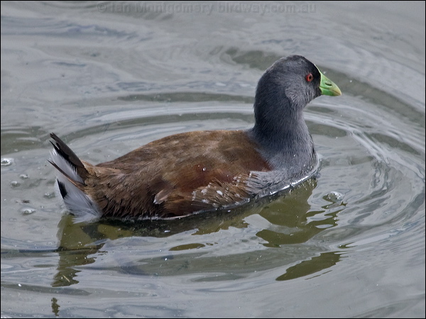 Spot-flanked Gallinule spotflank_gallinule_208114.psd