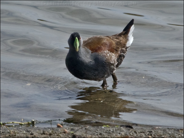 Spot-flanked Gallinule spotflank_gallinule_208129.psd