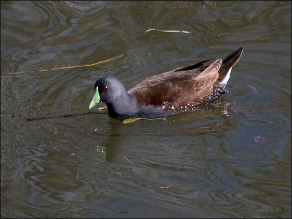 Spot-flanked Gallinule spotflank_gallinule_208229.psd