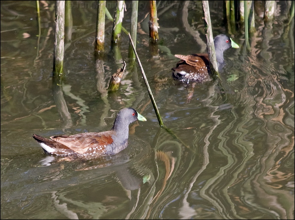 Spot-flanked Gallinule spotflank_gallinule_208237.psd