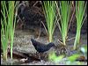 spotless_crake_121506