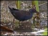 Click here to enter gallery and see photos of Spotless Crake