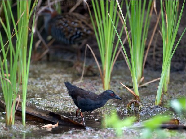 Spotless Crake spotless_crake_121506.psd