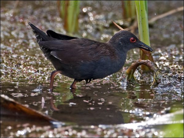 Spotless Crake spotless_crake_121555.psd