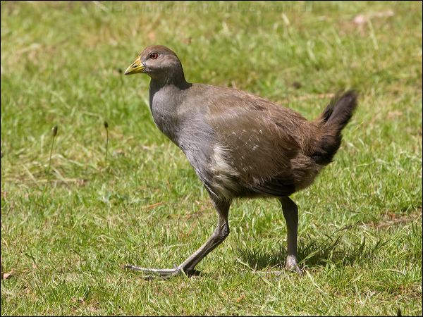 Tasmanian Nativehen tas_native_hen_127816.psd