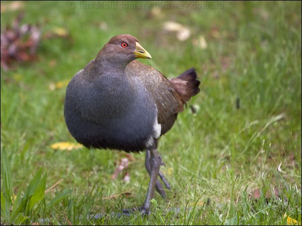 Tasmanian Nativehen tas_native_hen_127822.psd
