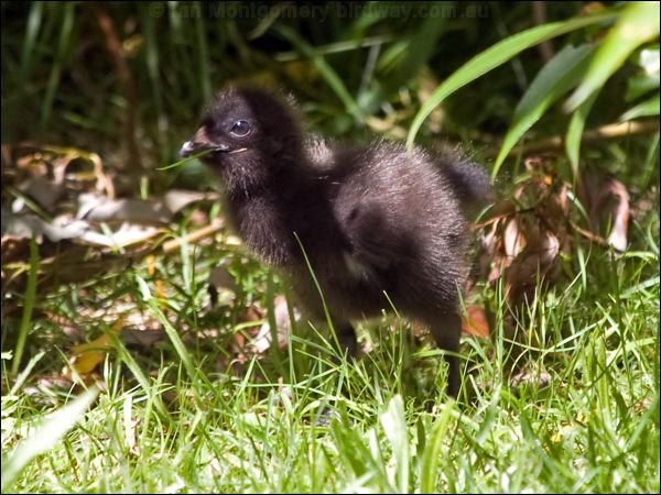 Tasmanian Nativehen tas_native_hen_127837.psd