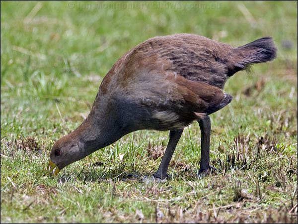Tasmanian Nativehen tas_native_hen_128767.psd