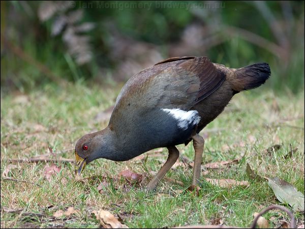 Tasmanian Nativehen tas_native_hen_128775.psd