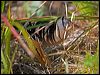 virginia_rail_108149