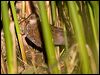 virginia_rail_110186